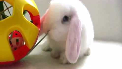 萌宠：兔子在和它的新玩具玩耍