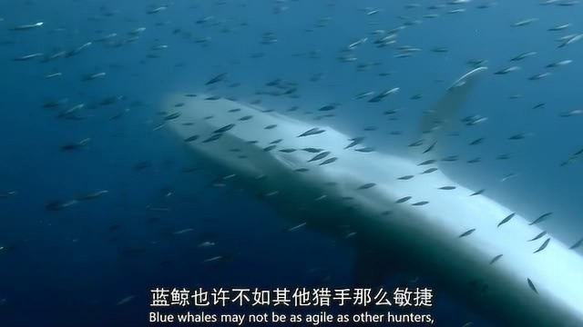 奇妙的海洋世界,海洋生物中庞大的狩猎者