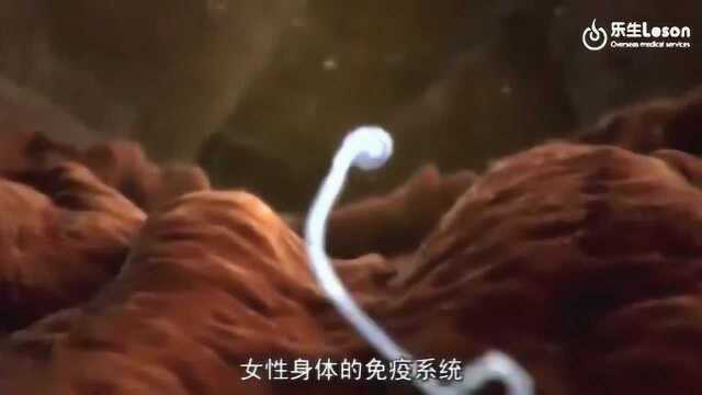 精子与卵子相遇相知相惜结合的全过程