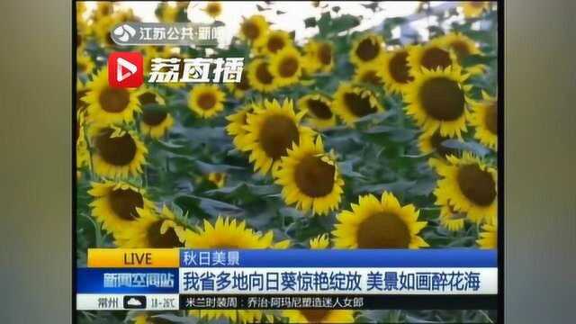 江苏多地向日葵惊艳绽放 金色花海如梵高笔下意境