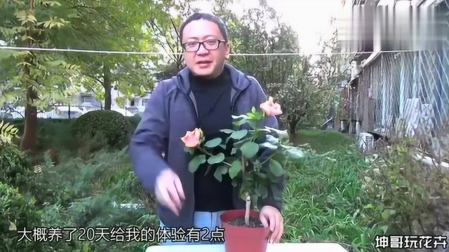 新晋网红花草朱槿、扶桑的种植技巧,非常适合新手养护,给水就行