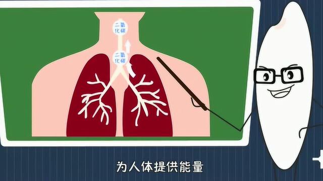 人体的呼吸系统!