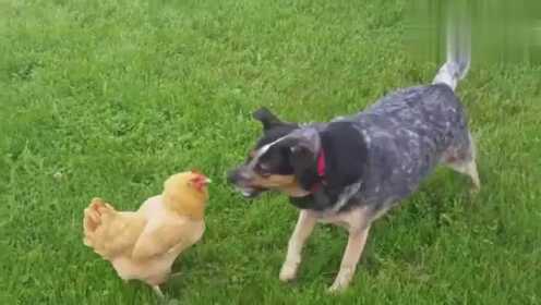 狗狗和母鸡打架，母鸡：还想有鸡蛋吃不，想就别追 - 腾讯视频