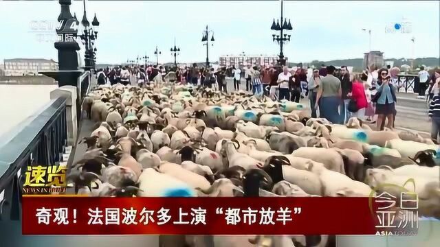 奇观!法国波尔多上演“都市放羊”