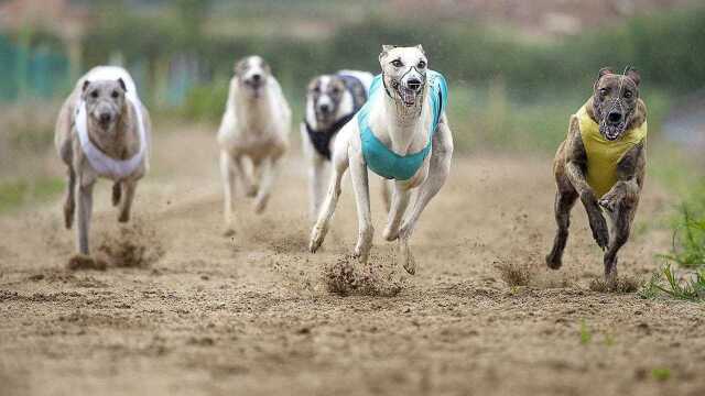 全球前十猎犬的排名