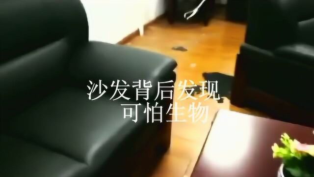 办公沙发后面发出异响,女子找人搬开沙发,难以淡定