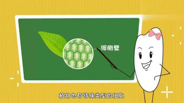 什么是植物?米粒计划亲子百科系列故事