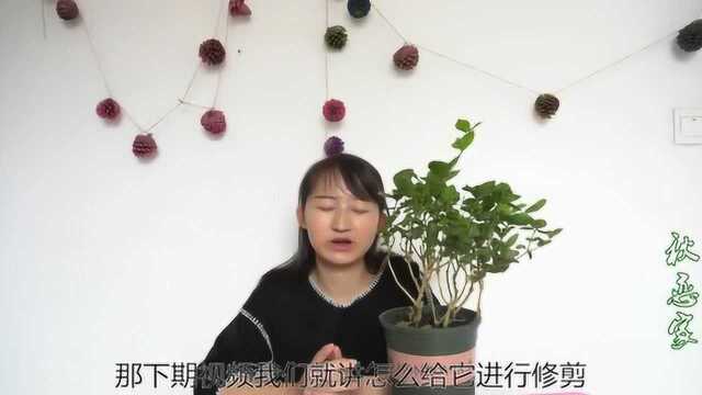 想要茉莉花香四溢 注意好这几点就可以做到