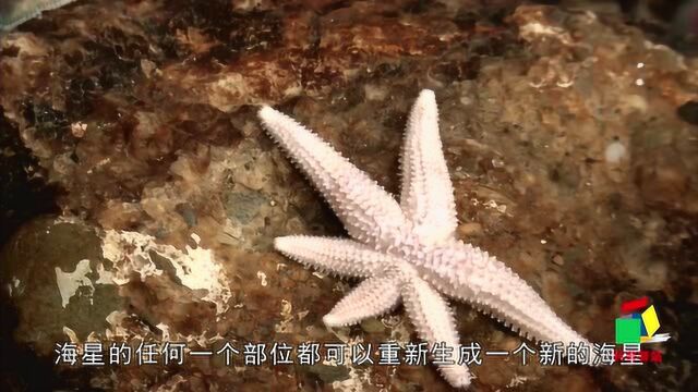 具有分身能力的小海星,断臂可以再生,今天终于见识到了