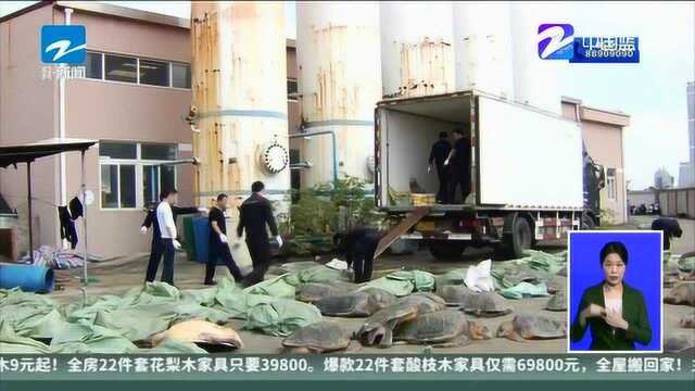 舟山警方摧毁两个贩售海龟团伙 查获128只海龟