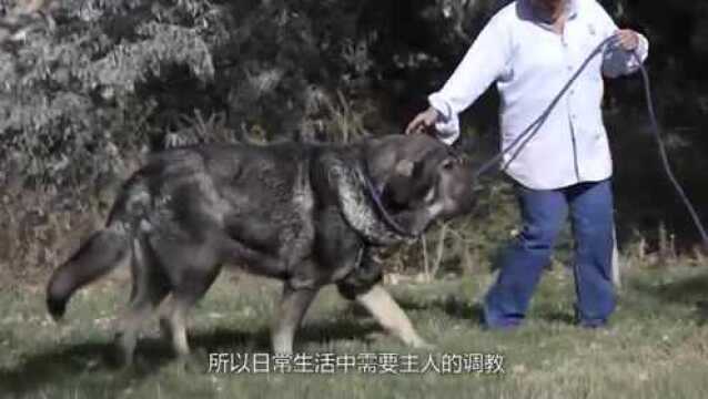 第一种被欧洲法律禁养的猛犬西班牙獒犬, 体型巨大像狮子!