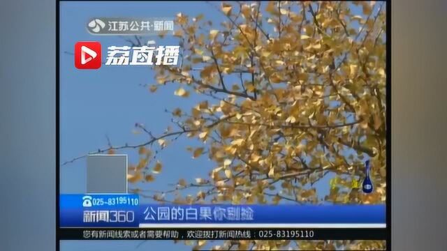 游人捡摘公园里的银杏果 专家:外皮易导致过敏 生吃会中毒