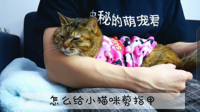 怎么给猫咪剪指甲,教学视频