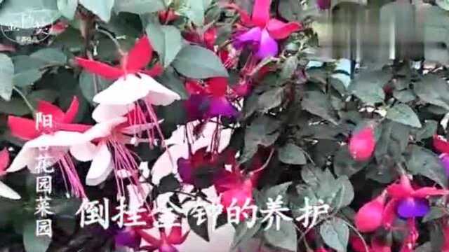 剪一段枝条插花盆,10天开满灯笼花,养好倒挂金钟,如此简单