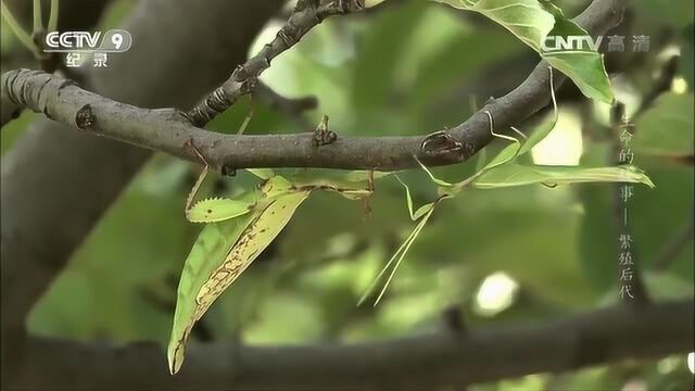 生命的故事 繁殖后代 竹节虫和木叶虫 交配时间最长