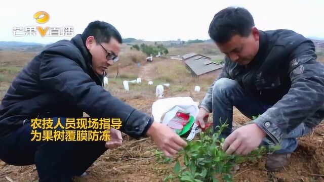 永州新田:农技人员现场指导 为果树覆膜防冻