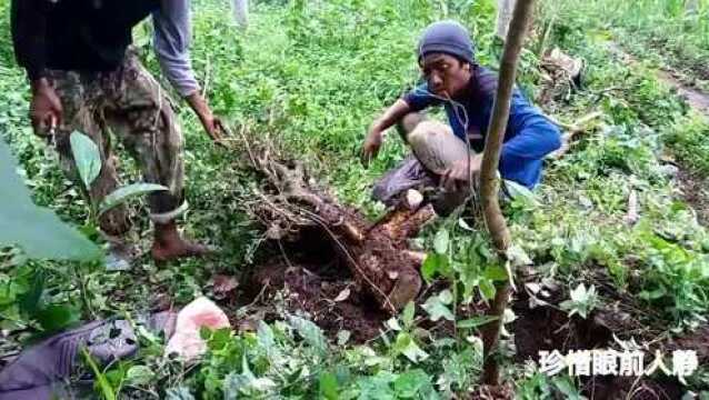 树林里的野生女贞树桩,造型很精美,小伙挖出来制作老桩盆景!