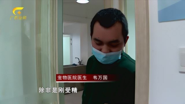 南宁:高价买下“怀孕”兔子 爱心却被坑不浅