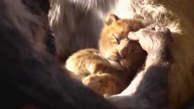 电影《狮子王TheLionKing》狮子王真人版,预告片