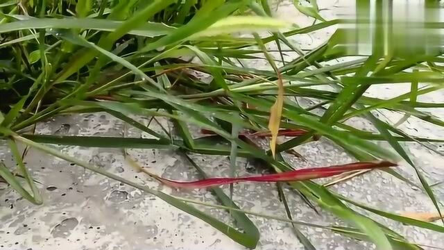 这种植物野草“狗尾巴草”,若长在您家地里,请留意一下,别拔掉