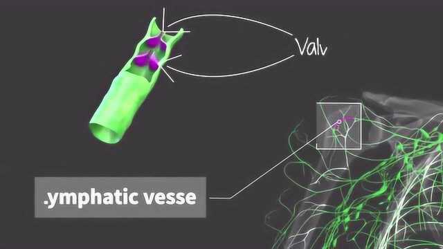 3d演示淋巴系统是免疫系统的组成部分,来了解下淋巴系统吧