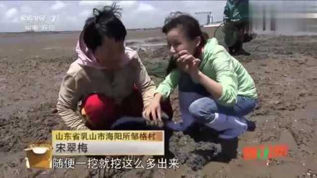 美丽中国乡村行:乳山海边退潮后,村民纷纷去海边捡捞海鲜!