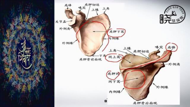 瑜伽解剖27肩胛骨周围的肌肉 晓琴瑜伽微课堂