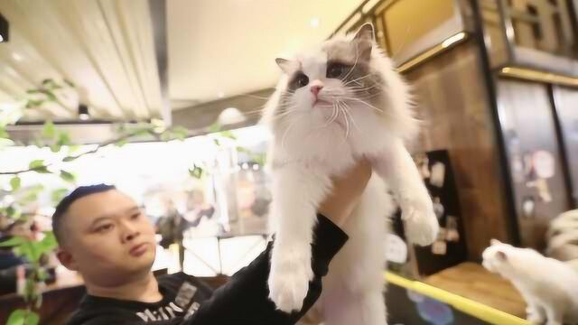 “猫咖”春节生意火爆,每日吸引200人吸猫:镇店之猫身价9万