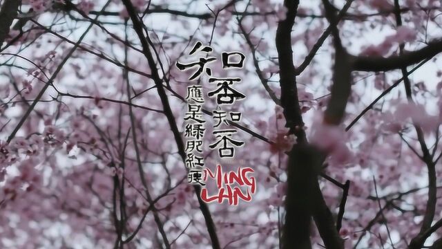 《知否知否》陶笛演奏《知否知否应是绿肥红瘦》主题曲 糖糖音乐家解亚飞