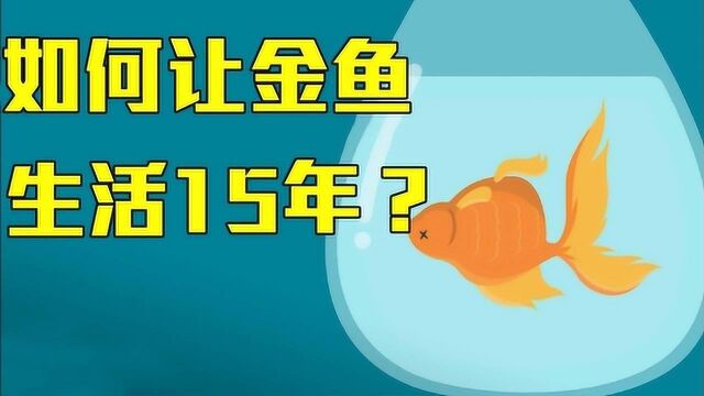 金鱼寿命一般在6—7岁,怎样才能让它活15年?这些技巧不能少!