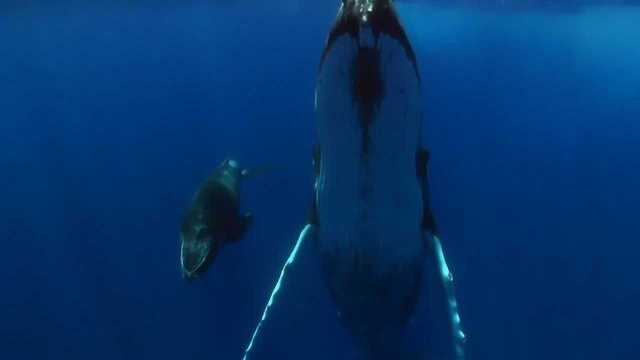 海洋之声:为了在深海谋生,海洋生物锻炼出独特本领!