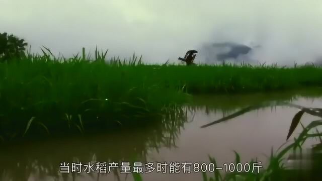 沙漠种植海水稻成功,苦咸碱地再种水稻,又取得成功