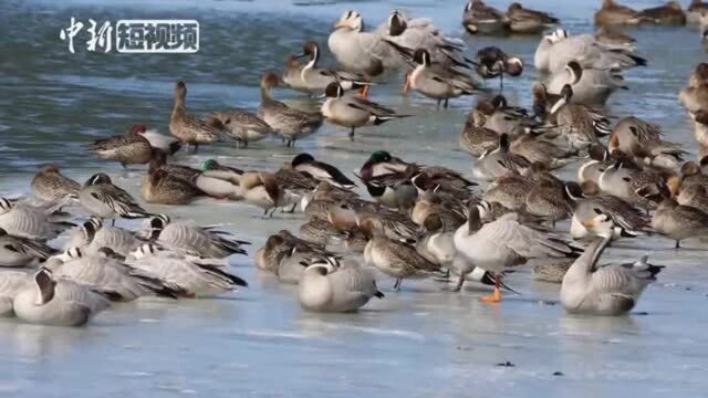 四川省若尔盖湿地迎来大批“北飞精灵”