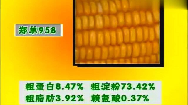 农村种植玉米:品种介绍大全,郑单958