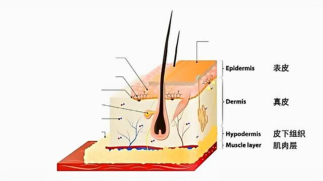 皮肤基础结构是什么