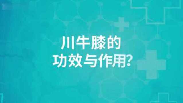 川牛膝的功效与作用点