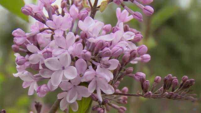 行走都市:安宁桃花相映红