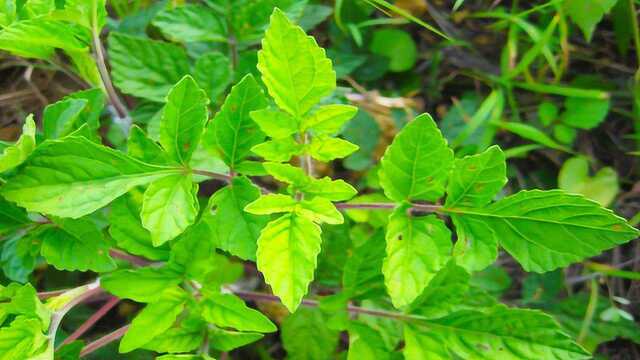 这种草俗称“紫参”,农村靠它治慢性肝炎,医生用它研制肿瘤药!