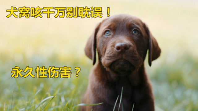 狗狗得犬窝咳别耽误治疗,造成永久性伤害就晚了,这些症状要记住