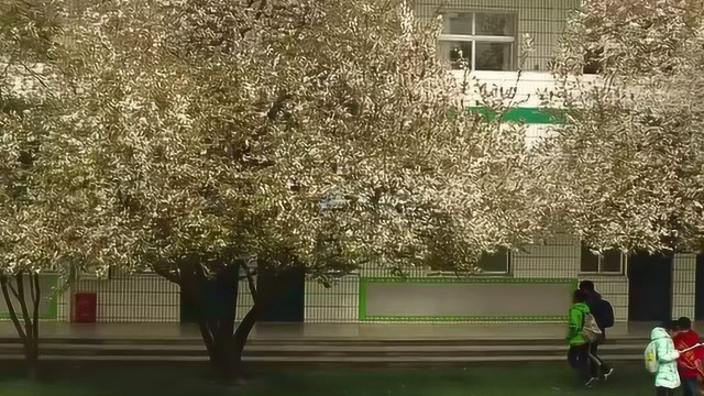 农科路小学校园风景《红叶李》