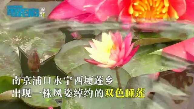 双色睡莲惊艳亮相 今夏相约西埂莲乡