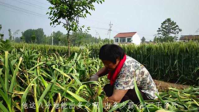 河南大蒜大丰收,商贩收购价一斤二块一,猜猜8分地能卖多少钱