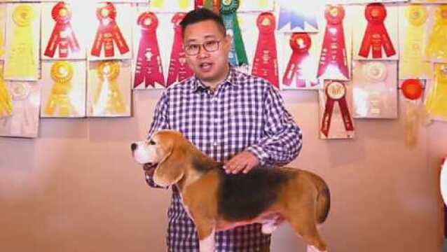 狗狗品种的奥秘:比格犬