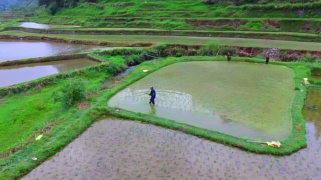 农忙的季节,农民又下田开始插秧了,现在还有多少人会插秧呢