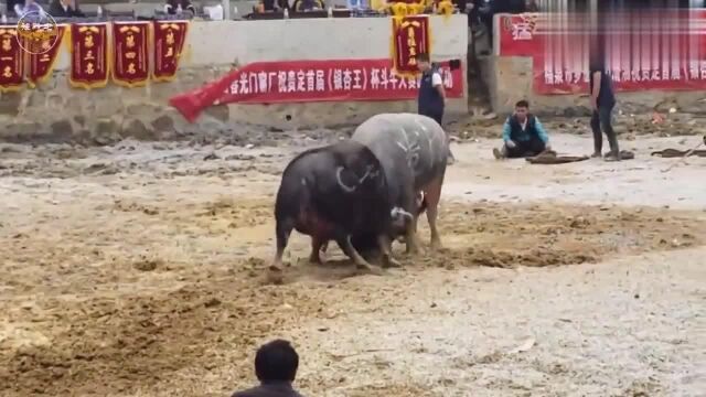 农村斗牛:小个子短角的牛挑战大它一倍的牛,真是非常的勇敢