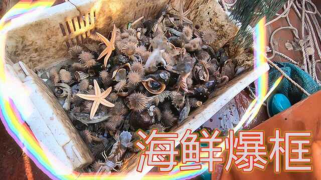 璐璐带游客出海,意外收获三只海星,海鲜爆框游客大呼过瘾