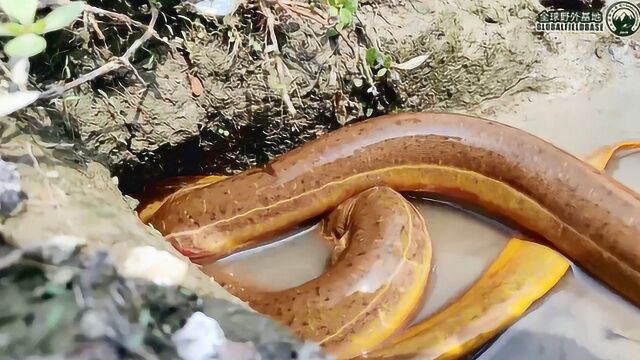 捕鱼达人:都知道黄鳝爱钻洞,池塘边钻得到处都是,来挖挖看!