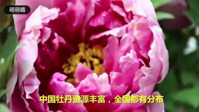 中国花协推荐牡丹为国花,你觉得选几种国花好?