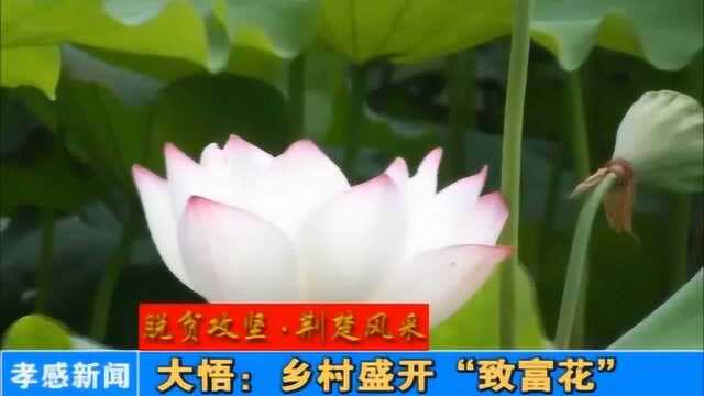 大悟:乡村盛开“致富花”