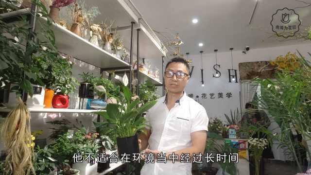 抗甲醛之王常青藤的养护方法和种植技巧,你知道吗?